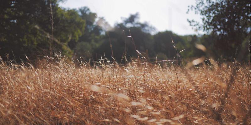 技术分享 | 从NFV到云原生：电信网络的软件工具演进与学习社区实践